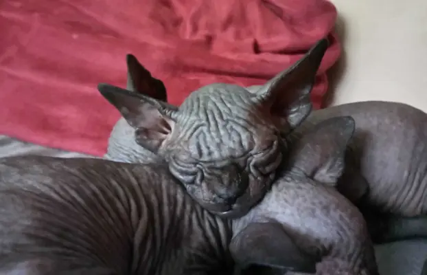 Przepiękne Kocięta Sphynx Sfinks. Wwa & Sosnowiec (Transport 3