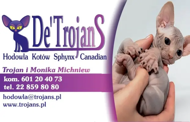 Przepiękne Kocięta Sphynx Sfinks. Wwa & Sosnowiec (Transport 4