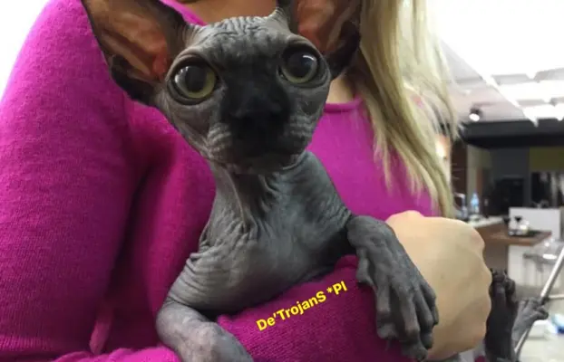 Przepiękne Kocięta Sphynx Sfinks. Wwa & Sosnowiec (Transport 5