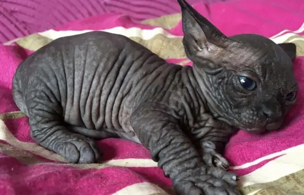 Przepiękne Kocięta Sphynx Sfinks. Wwa & Sosnowiec (Transport 6