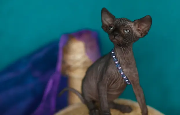 Przepiękne Kocięta Sphynx Sfinks. Wwa & Sosnowiec (Transport 7