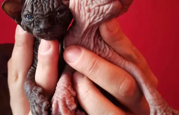 Przepiękne Kocięta Sphynx Sfinks. Wwa & Sosnowiec (Transport 9