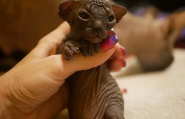 Przepiękne Kocięta Sphynx Sfinks. Wwa & Sosnowiec (Transport 10