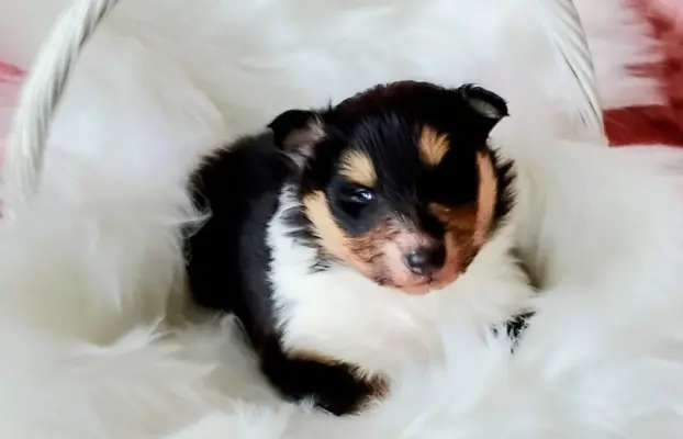 Owczarek szkocki collie długowłosy tricolor szczenięta 2