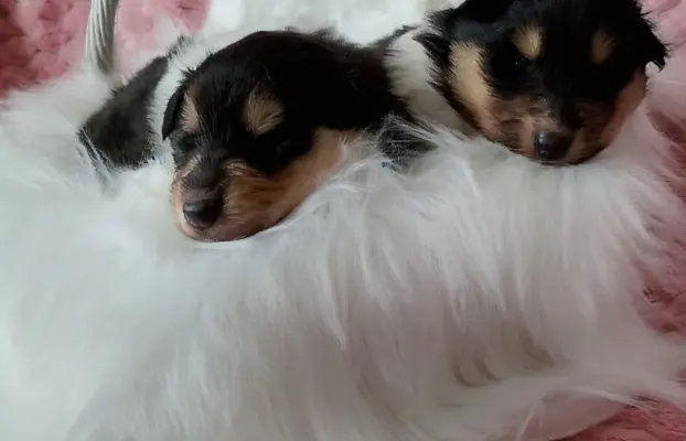 Owczarek szkocki collie długowłosy tricolor szczenięta 1