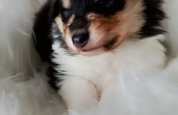 Owczarek szkocki collie długowłosy tricolor szczenięta 3