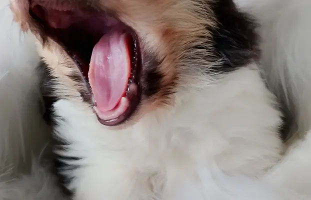 Owczarek szkocki collie długowłosy tricolor szczenięta 4