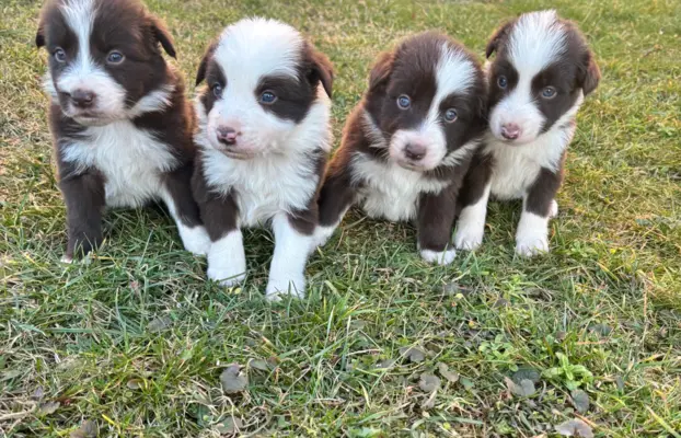 Szczeniaczki border collie do odbioru 1