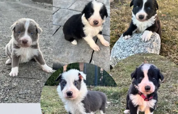 Szczeniaczki border collie do odbioru 2