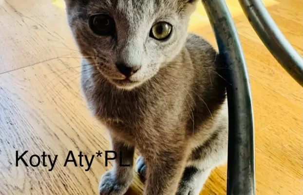 Kotki rosyjskie niebieskie 2