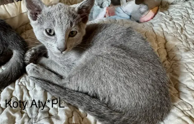 Kotki rosyjskie niebieskie 1