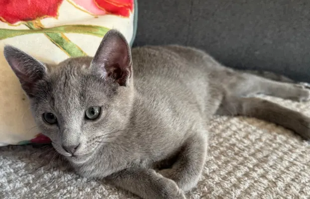 Kotki rosyjskie niebieskie 3