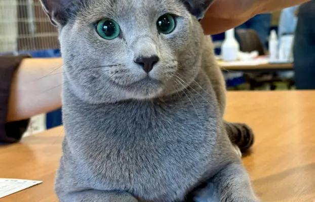 Kotki rosyjskie niebieskie 4