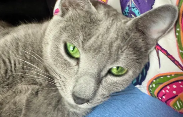 Kotki rosyjskie niebieskie 5