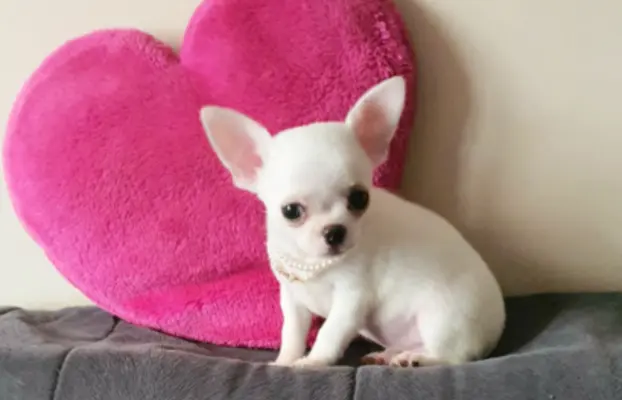 Chihuahua śliczne białe pieski 5