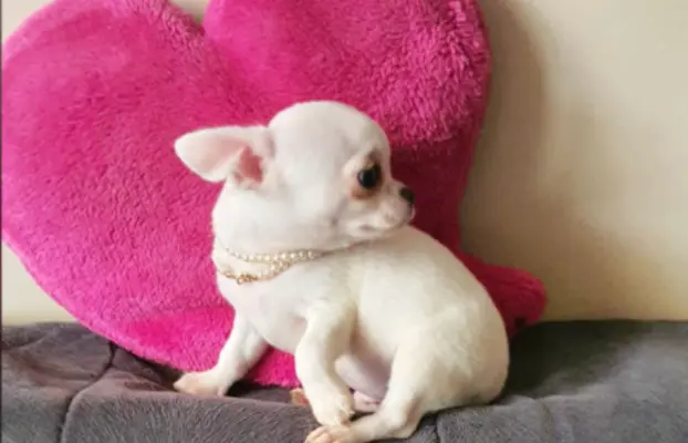 Chihuahua śliczne białe pieski 7
