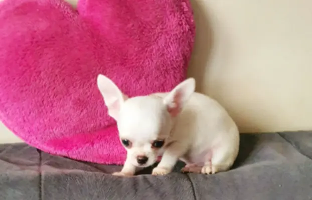 Chihuahua śliczne białe pieski 6