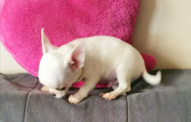 Chihuahua śliczne białe pieski 8