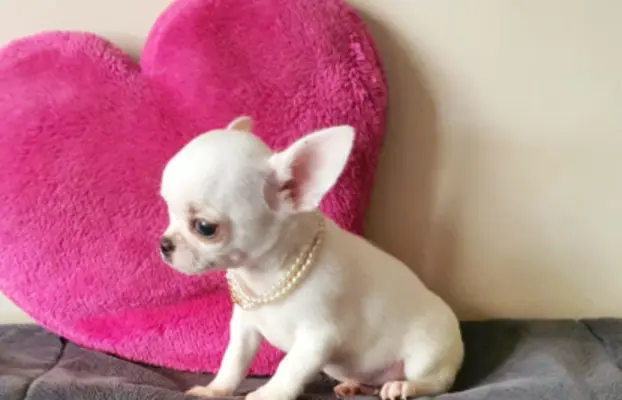 Chihuahua śliczne białe pieski 9