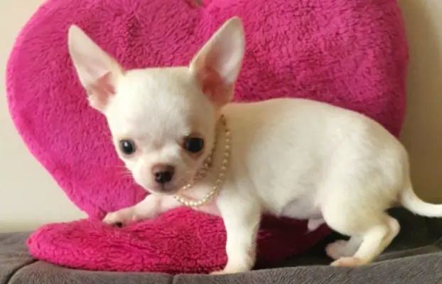 Chihuahua śliczne białe pieski 1