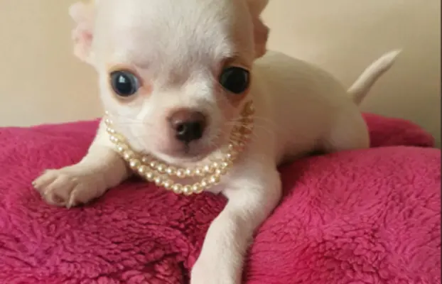 Chihuahua śliczne białe pieski 2