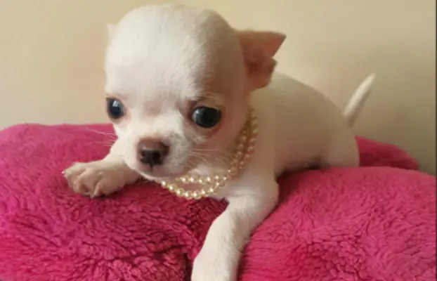 Chihuahua śliczne białe pieski 3