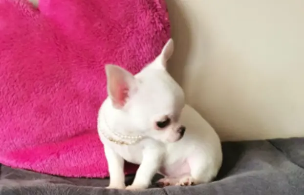 Chihuahua śliczne białe pieski 10