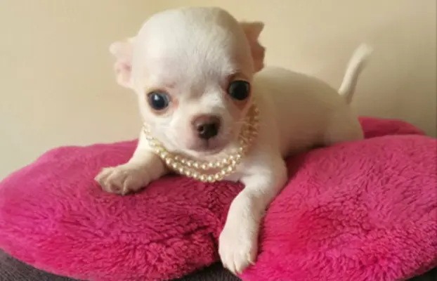 Chihuahua śliczne białe pieski 4