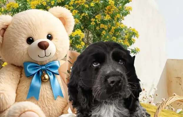 Cocker spaniel angielski 1