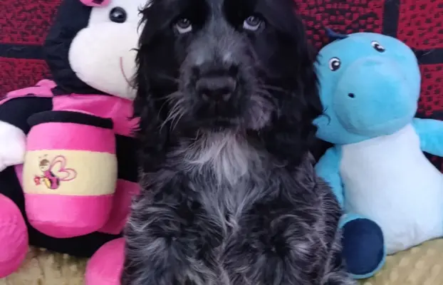 Cocker spaniel angielski 7