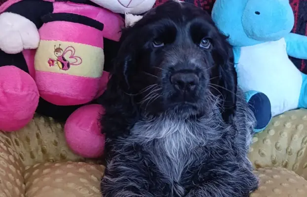 Cocker spaniel angielski 6