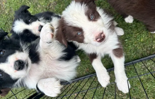 Szczeniaczki border collie do odbioru 5