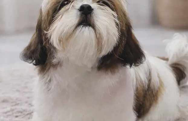 Sunia Shih Tzu 1
