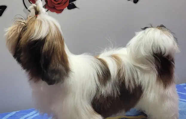 Sunia Shih Tzu 2