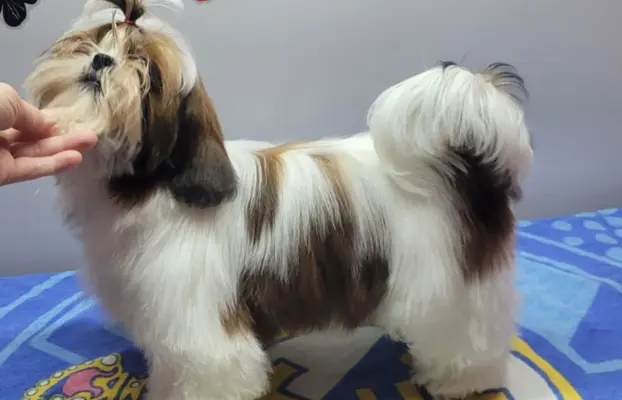 Sunia Shih Tzu 3