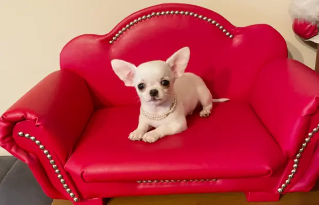 Chihuahua śliczny biały piesek 1