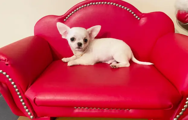 Chihuahua śliczny biały piesek 2