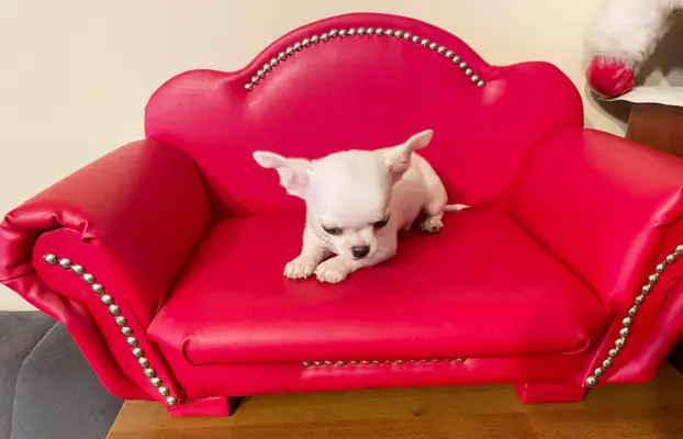 Chihuahua śliczny biały piesek 3