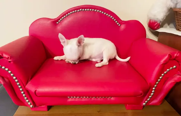 Chihuahua śliczny biały piesek 4