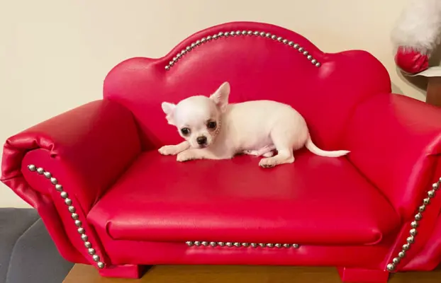 Chihuahua śliczny biały piesek 5