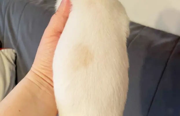 Chihuahua śliczny biały piesek 6