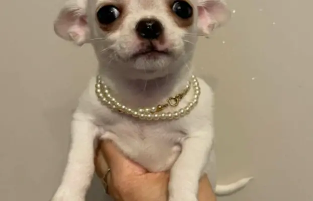 Chihuahua śliczny biały piesek 7