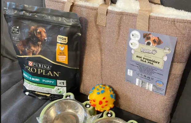 Chihuahua śliczny biały piesek 8