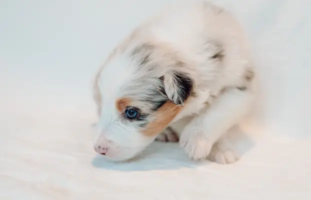 Suczka blue merle z długim ogonem 1