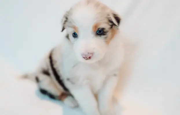 Suczka blue merle z długim ogonem 2