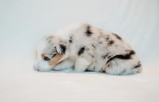 Suczka blue merle z długim ogonem 3