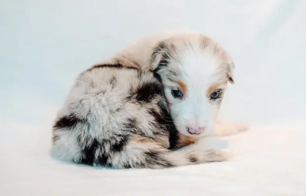 Suczka blue merle z długim ogonem 4