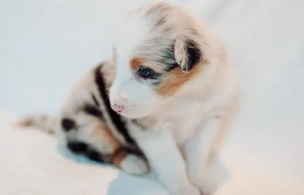 Suczka blue merle z długim ogonem 5