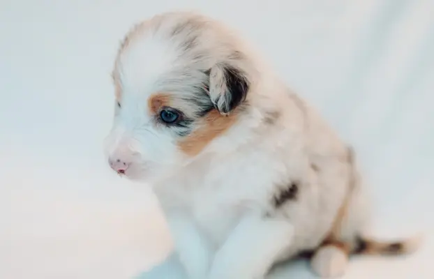 Suczka blue merle z długim ogonem 6