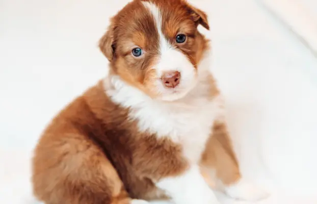 Suczka red tri o jasnym, ciepłym odcieniu. 1